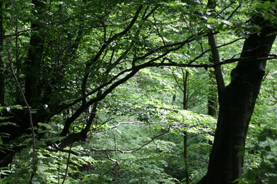 View of trees in forest