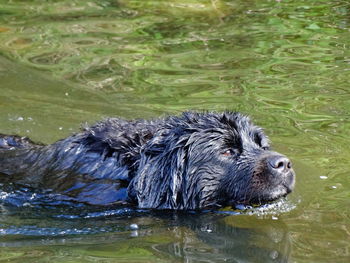 High angle view of newfoundland dog swimming in lake