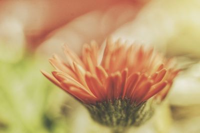 Close-up of flower blooming outdoors