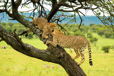 Cheetahs climbs to another lying on branch