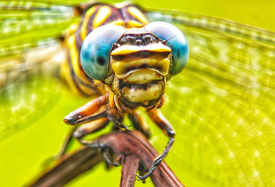 Close-up of insect