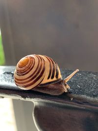 Close-up of snail on a table