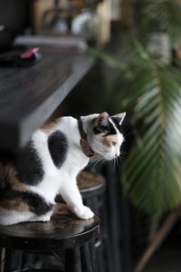 Close-up of a cat