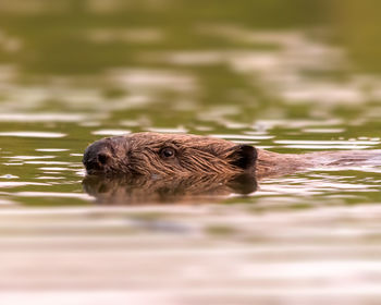 High angle view of beaver swimming in water