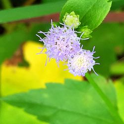 Close-up of insect on flower