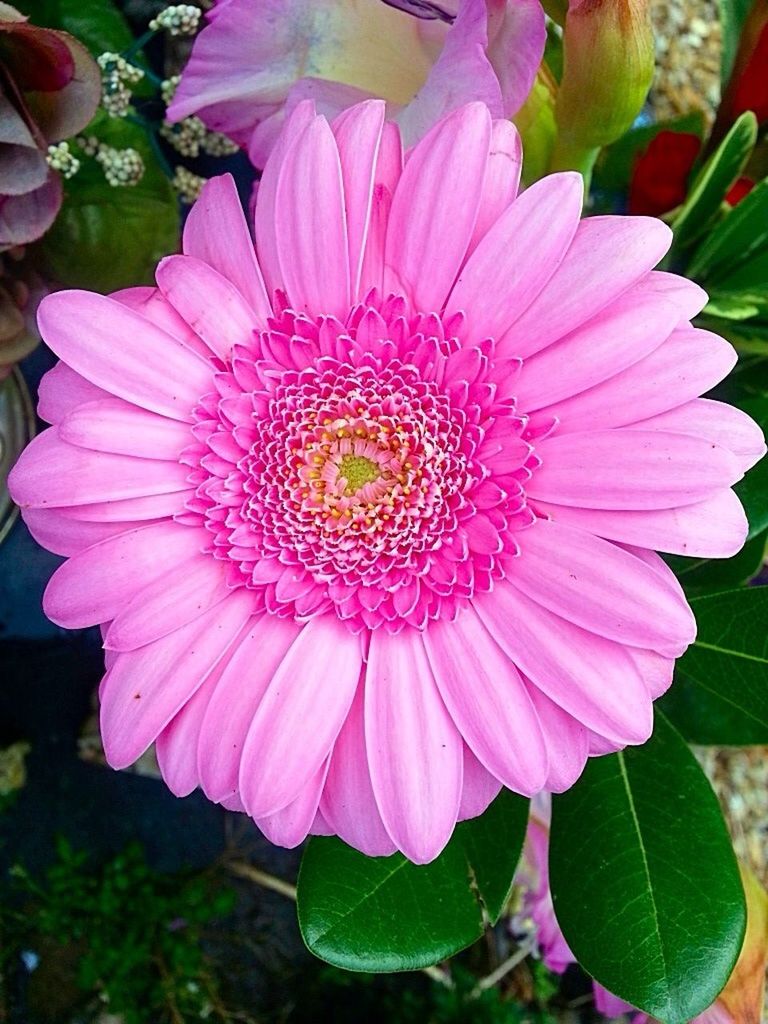 flower, petal, freshness, flower head, fragility, pink color, growth, beauty in nature, close-up, nature, blooming, pollen, plant, pink, in bloom, focus on foreground, stamen, outdoors, no people, blossom, day, botany, natural pattern, green color, softness