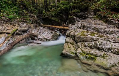 Scenic view of waterfall in forest