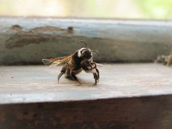 Close-up of bee on the table