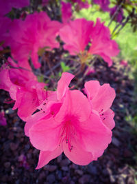 Close-up of fresh pink flowers blooming outdoors