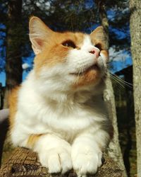 Close-up of cat sitting outdoors