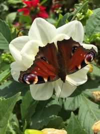 Close-up of butterfly perching on flower