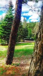 Tree growing on grassy field