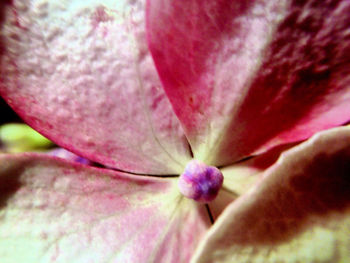 Macro shot of pink flower