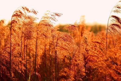 Close-up of wheat plants on field against sky