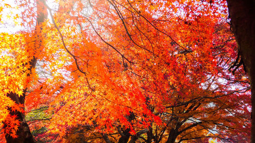 Low angle view of maple tree