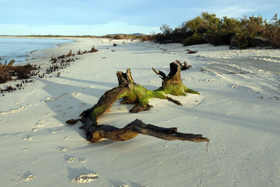 High angle view of driftwood on beach