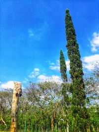 Low angle view of cactus plants against blue sky