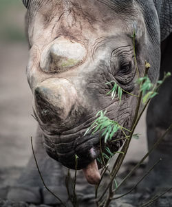Close-up of elephant