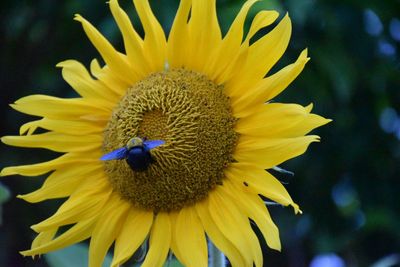 Close-up of sunflower