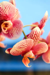 Close-up of pink flower