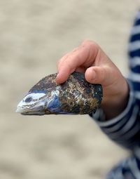 Close-up of hand holding shell against blurred background