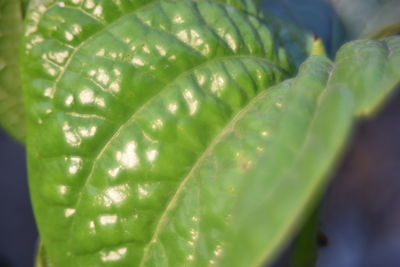 Close-up of green leaves