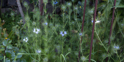 Close-up of plants