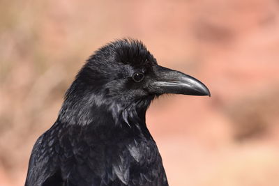 Close-up of a bird looking away