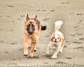 Portrait of dog running on beach