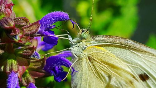 Close-up of insect on purple flower