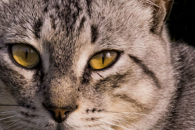 Close-up portrait of a cat