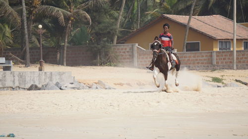 Man riding horse cart