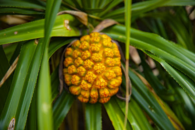 Close-up of pineapple