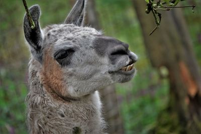 Close-up of an animal on land