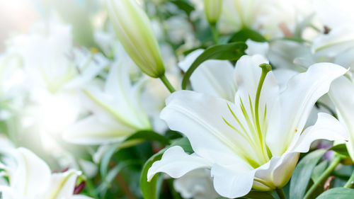 Close-up of white flowering plant