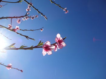 Low angle view of pink cherry blossom against blue sky