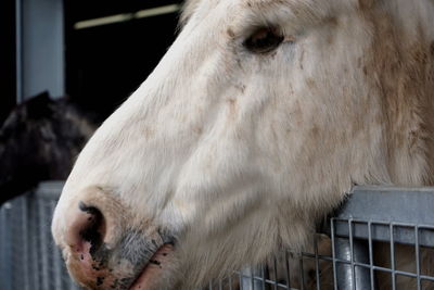 Close-up of white horse in stable