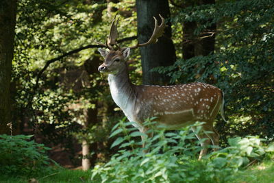 Deer in a forest