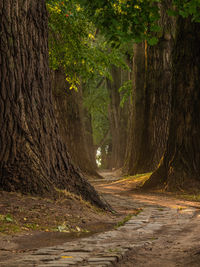 Road amidst trees in forest