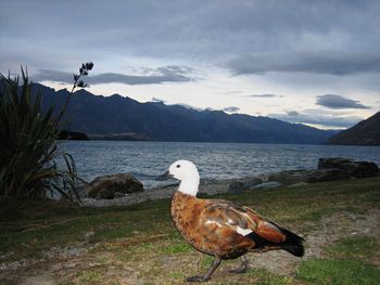 Birds in calm lake