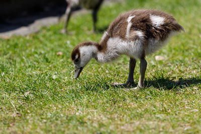 Side view of an animal on field