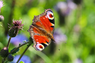 Close-up of butterfly pollinating on flower