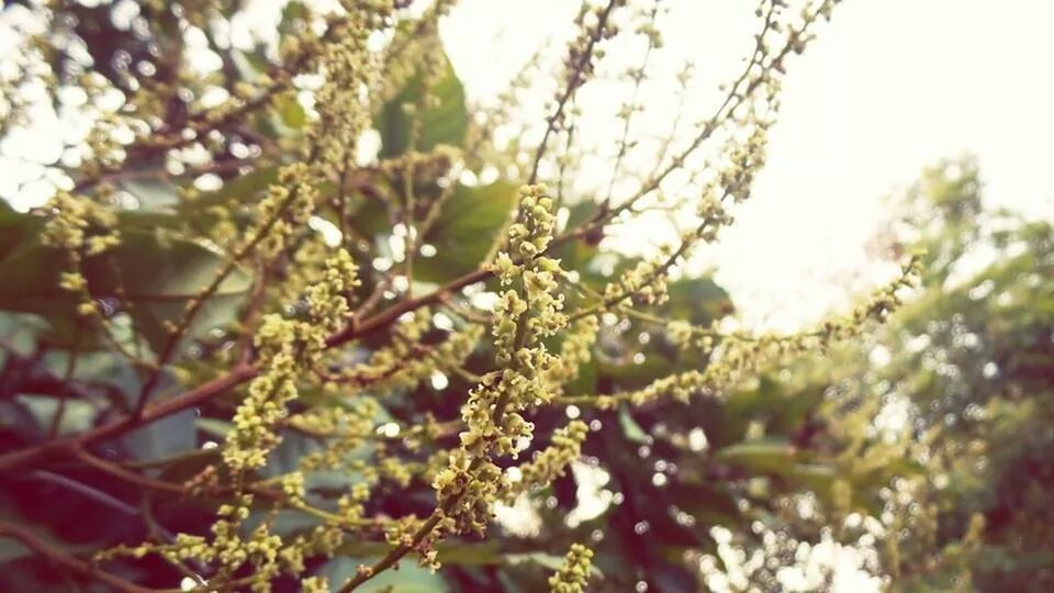 branch, growth, tree, focus on foreground, nature, low angle view, close-up, beauty in nature, leaf, freshness, selective focus, twig, day, outdoors, tranquility, plant, no people, flower, green color, growing