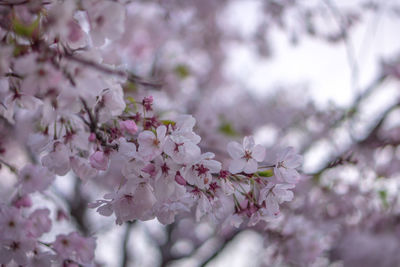 Close-up of pink flowers