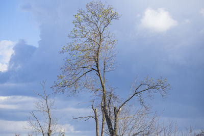 Low angle view of tree against sky