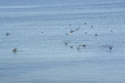 High angle view of birds swimming in sea