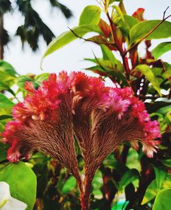 Close-up of red flowering plant
