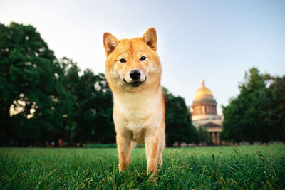 Portrait of a dog in the field