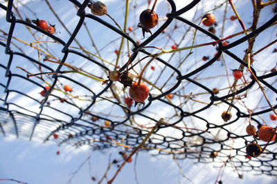 Low angle view of berries growing on tree against sky