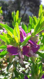 Close-up of flowers blooming outdoors